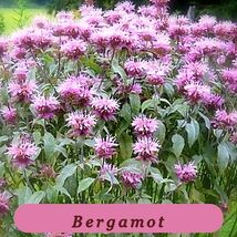 0467 bergamot pop thumb200
