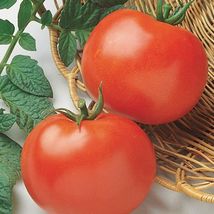 Jersey Tomato seeds aka Rutgers Tomato Seeds 50+ pcs  - £3.12 GBP