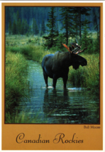 Bull Moose - £5.22 GBP
