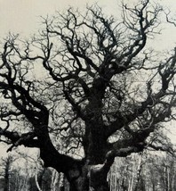 Oak Tree Sherwood Forest 1943 Robin Hood Literary England Photo Print DWW5B - £23.58 GBP