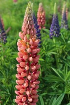 25 Pink Peach Lupine Seeds Flower Perennial Flowers Hardy Seed 1015 US S... - $9.00