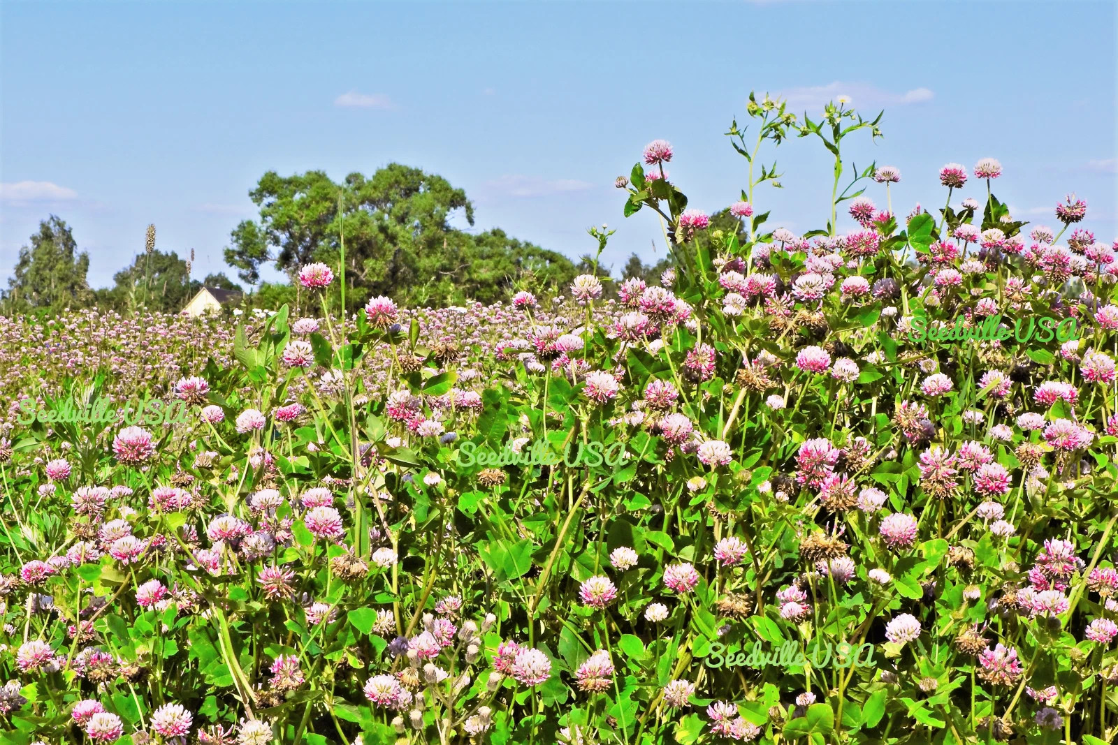 1500 ALSIKE CLOVER Trifolium Hybridum Pink &amp; White Flower Legume Seeds *ip - $14.56