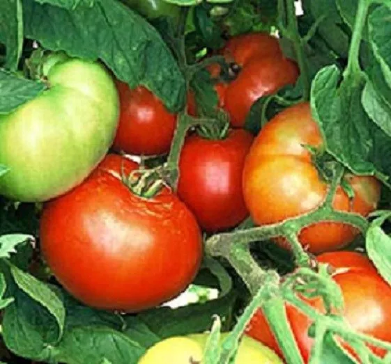 Vegetable Seeds 50 Bush Beefsteak Tomato Seeds - $14.36