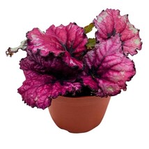 Begonia Kotobuki Pink Rex in a 4 inch Pot - $18.49