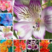 100Pcs Peruvian Lily Seeds Mixed Fresh Seeds - $5.19