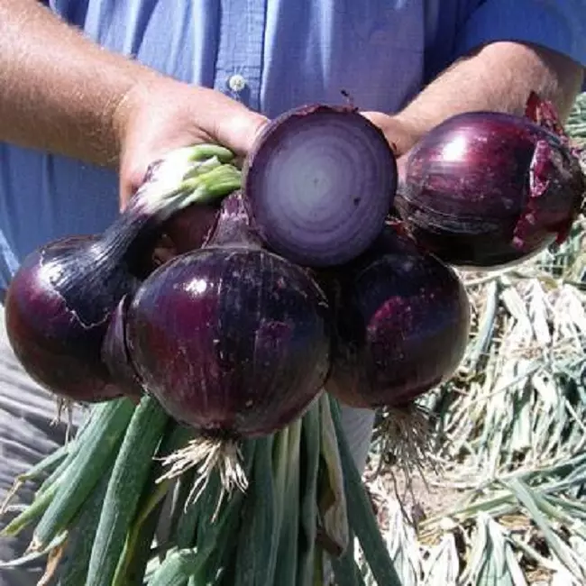 200 Onion Seeds Red Defender Onion Seeds F1 Variety - £13.36 GBP