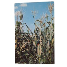 Postcard Greetings From Iowa The Corn Is Green Agriculture Farming Chrome - $6.98