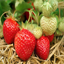 Seascape Beauty Everbearing 50 Live Strawberry Plants, NON GMO, - £43.91 GBP