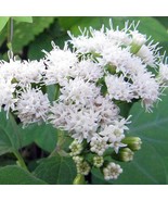 Ageratina Altissima Chocolate Joe Pye Weed 200 Seeds - $13.78