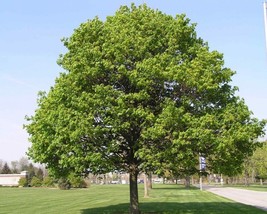 Acer Platanoides (Norway Maple) 15 seeds - £1.56 GBP
