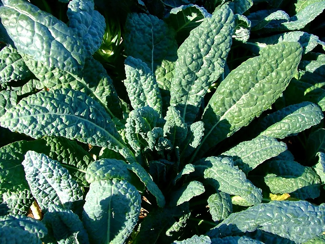 LWS Lacinato Kale Italian Dinosaur Garden Planting 250 Seeds Fast Shipping - $9.00