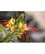 5 Desert Bird Of Paradise Shrub Caesalpinia Gilliesii Poinciana Red &amp; Ye... - £5.01 GBP