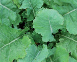 250 Georgia Collard Seeds Fast Shipping - $8.99