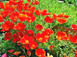 1000+ Red Chief California Poppy Flower Seeds - £16.10 GBP