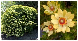 Leucadendron STROBILINUM Garden Ornamental Seeds 10 Seeds INTERNATIONAL ... - £27.07 GBP