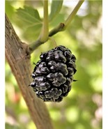 Mulberry, Black (Morus nigra) - 50 Seeds - $7.99