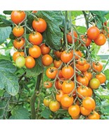 HSeeds 50 Seeds Sun Gold Tomato Tomatoe Vegetable Garden Edible Canning - $7.14 CAD