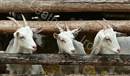 New Goats in a Fence Design Checkbook Cover - £7.95 GBP