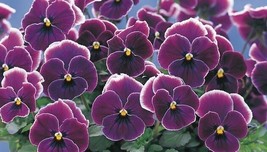 PowerOn 20+ Pansy Violet Picotee Flower Seeds - £5.86 GBP