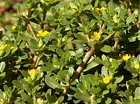 Common Purslane Herb Seeds(Portulaca oleracea)Little Hogweed, Pursley 100++Seeds - £5.89 GBP