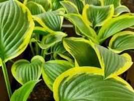 1.hosta QUEEN JOSEPHINE potted plant --for Home Garden - £24.99 GBP