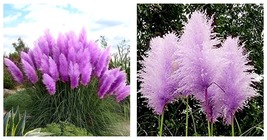 Pampas Grass Seeds - Bright Purple Colors 600pcs Seeds - £23.53 GBP