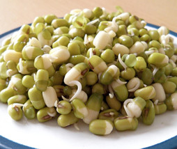 150 Mung Bean Moong Sprouts Golden Gram Green Vigna Radiata Vegetable Seeds From - £6.58 GBP