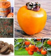 10 Pcs/ Bag Exotic Persimmon Fruit Tree Juicy Se Eed Potted Diospyros Kaki Fruta - $8.36