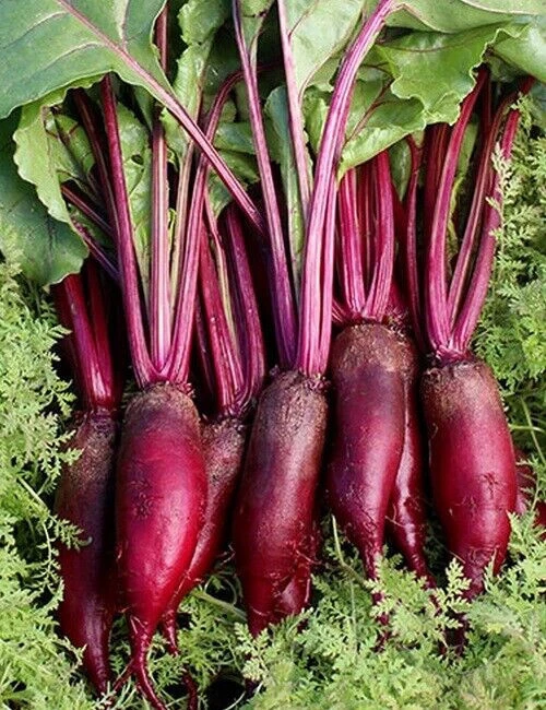 CYLINDRA BEET 200 SEEDS NON-GMO FRESH FRESH FOR GARDENS - $7.34