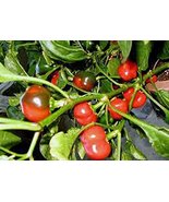 Pepper, Large HOT Cherry, Heirloom, 20 Seeds, Great Fresh N Cooked - £1.27 GBP