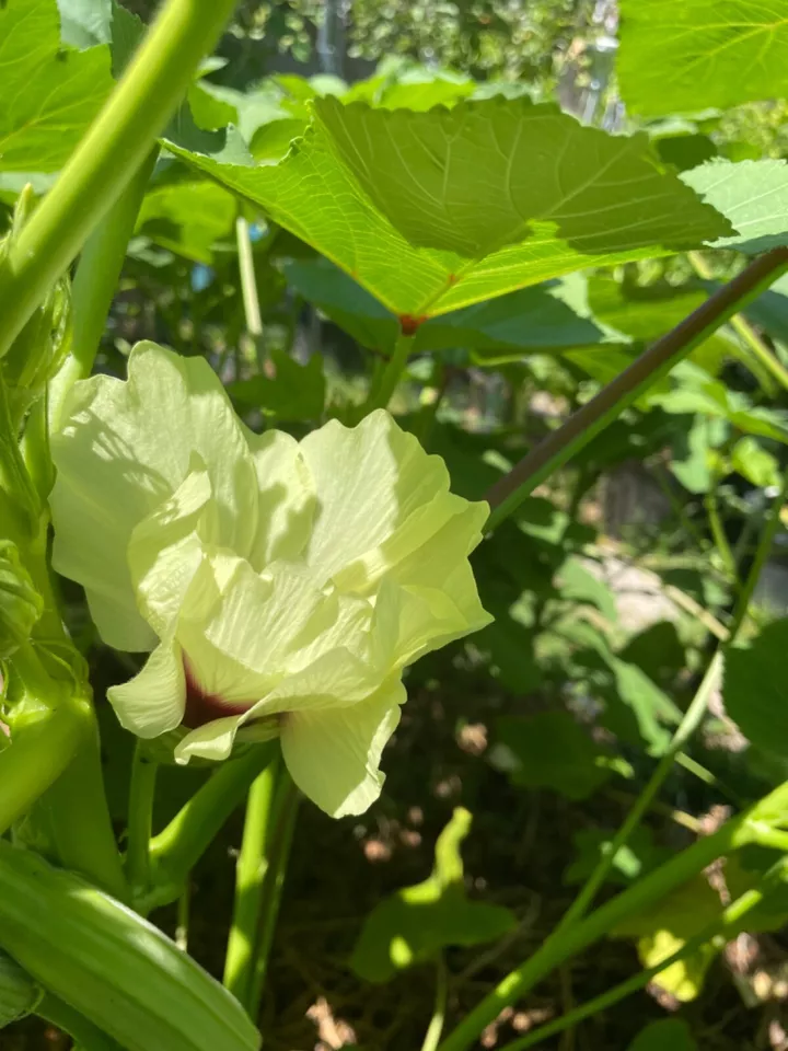 FARM 40 Louisiana 16 Inch Longhorn Okra Longest Most Robust Heirloom Bulk Seeds - $9.25