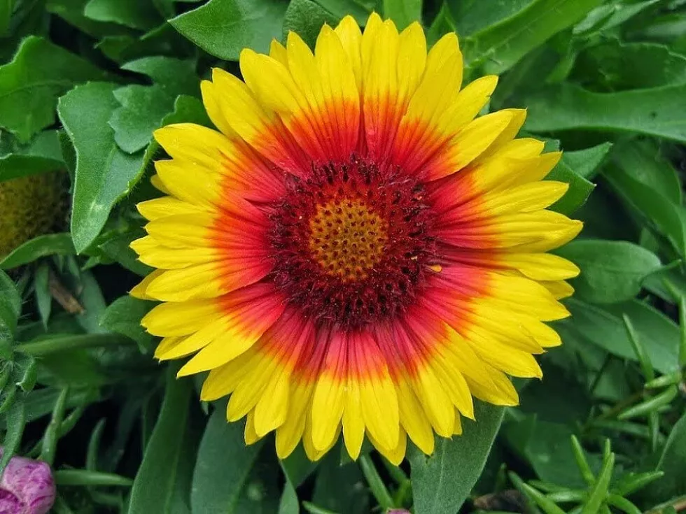 Quart Pot Gaillardia Mesa Bicolor Flaunt Bright Flower Blanket Garden Live Plant - £47.02 GBP