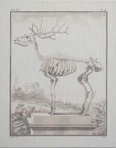 Wall Art Print Inspired by an Original Study From the End of 18th C Oh Deer - £302.95 GBP