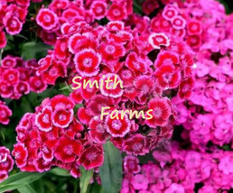 25 Seeds Pink Dianthus Barbatus Flowers Bright Colorful Blooms Wonderful Scent - £5.50 GBP