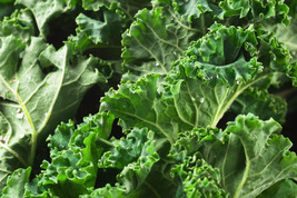 FA Store Kale 500+ Seeds Dwarf Siberian Vegetable Garden Non-Gmo - $8.45