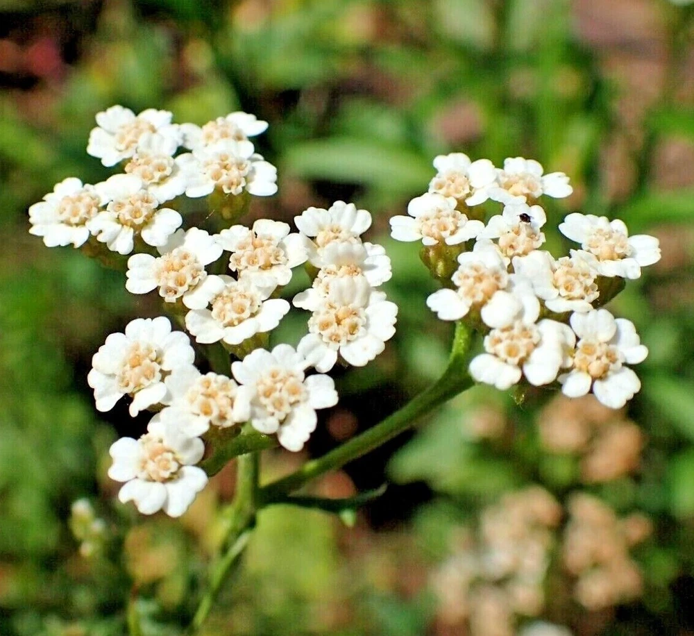 NOBLE YARROW Seeds *FREE Shipping* White Achillea nobilis Herb Flower Seeds - $7.13 MXN
