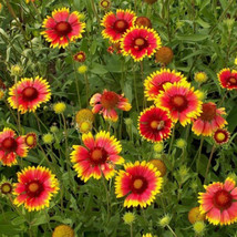 PWO 300 Blanket Flower Seeds Perennial Gaillardia Native Wildflower / Us Seller  - £5.66 GBP