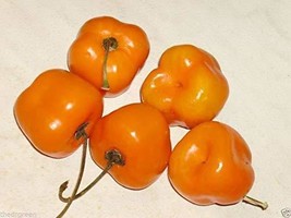RubyShop724 Orange Manzano Chili Pepper Capsicum Chile Rocoto Locoto 25S... - £6.67 GBP
