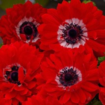 Anemone Seeds Anemone Harmony Double Scarlet 25 Seeds Double Flower Perennial Se - $22.25