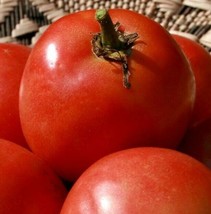 CLK HOMESTEAD TOMATO SEEDS 100+ vegetable GARDEN salad SLICING sauce - $3.07