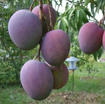 Grafted Mango Tropical Live Fruit Tree 3’-4’ feet Multiple Varieties! Cold Hardy - £116.62 GBP