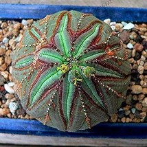 Euphorbia Obesa Basketball Sea Urchin Bonsai 100 Pieces Living Baseball Golf Bal - £6.73 GBP