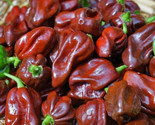 Chocolate Habanero Hot Pepper Seeds 20 Hot Spicy Vegetable Garden Fast S... - $8.99