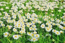 Septh Creeping Snow Daisy Flower 1000 Seeds Groundcover Garden Seller - $9.00