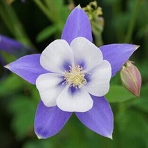 100 Blue Rocky Mountain Columbine Seeds New Fresh Seeds USA - $13.40