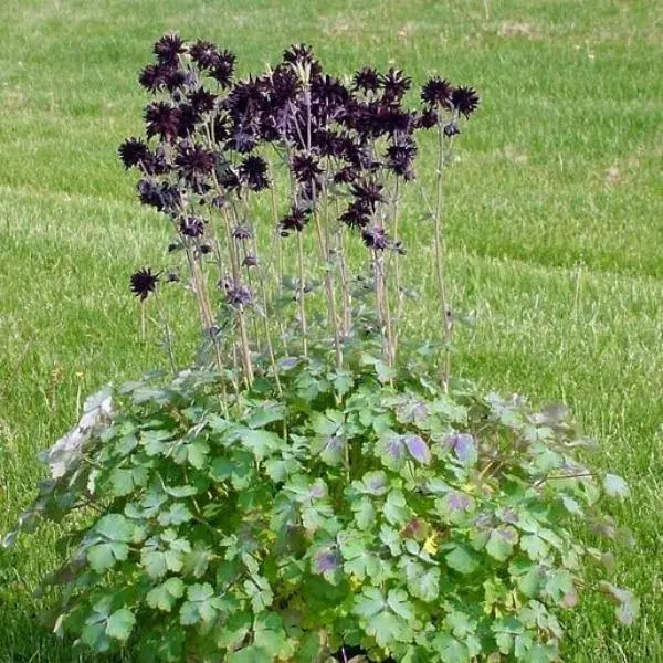 Aquilegia Vulgaris Var. Stellata Plena Barlow-Series &#39;Black Barlow&#39; 10 Seed Fres - £17.25 GBP