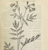1905 Greek Valerian Flower Print Pen &amp; Ink Lithograph Antique 6.75 x 3.75&quot; - £13.68 GBP