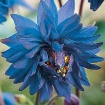 25+ Blue Barlow Columbine Aquilegia Flower Seeds  - $9.88