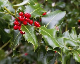 Ilex Cornuta (Chinese Holly) 25 seeds - £1.10 GBP