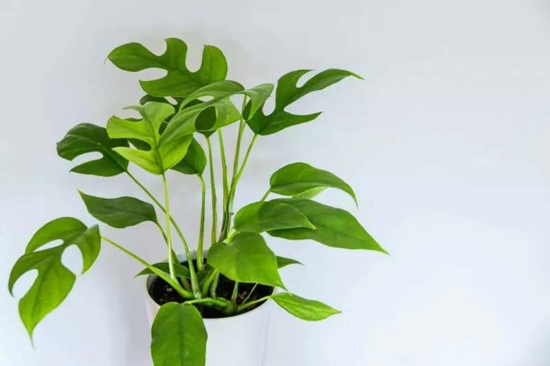 Rhaphidophora Tetrasperma Mini Monstera Philodendron &quot;&quot;Ginny&quot;&quot; 20 Seeds - £11.61 GBP